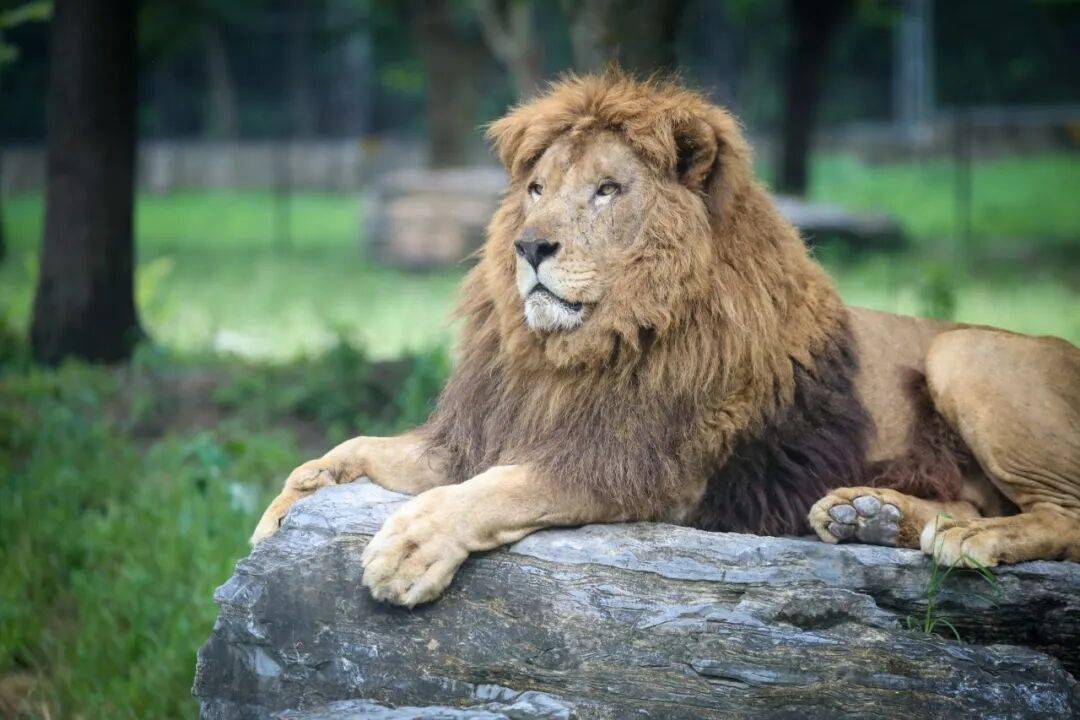 黄金秋日，解锁猛兽“名场面”！