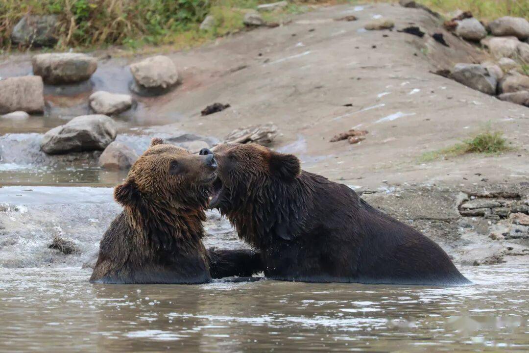 黄金秋日，解锁猛兽“名场面”！