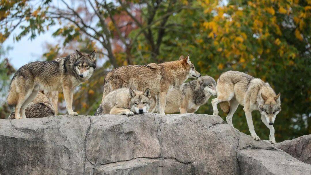 黄金秋日，解锁猛兽“名场面”！